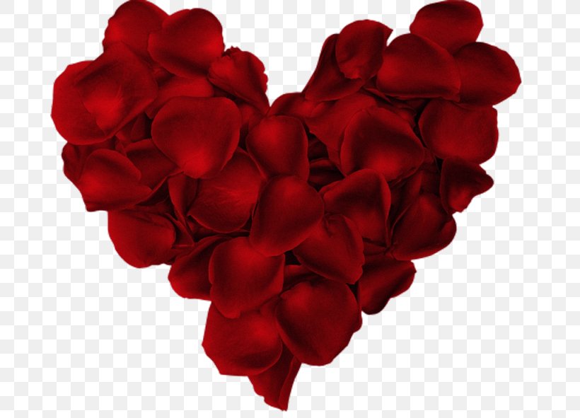 Valentine's Day Love Dwynwen Romance Dia Dos Namorados, PNG, 677x591px, Valentine S Day, Cut Flowers, Dia Dos Namorados, Flower, Flowering Plant Download Free