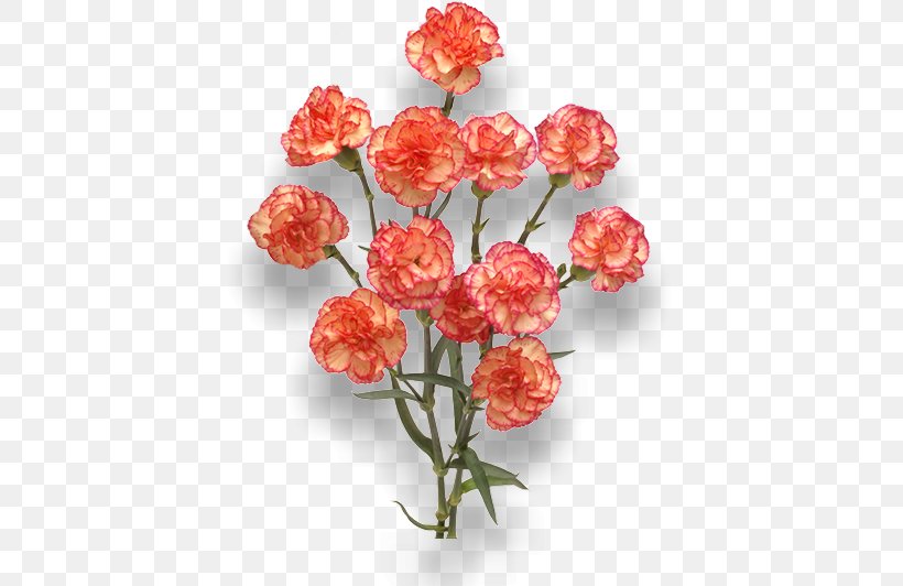 Carnation Cut Flowers Orange Red, PNG, 652x532px, Carnation, Artificial Flower, Burgundy, Cut Flowers, Dianthus Download Free