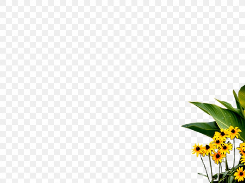Blogger Flower WordPress.com, PNG, 1024x768px, Blogger, Blog, Flora, Flower, Flowering Plant Download Free