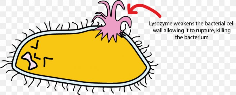 Lysozyme Bacterial Cell Structure Saliva, PNG, 952x386px, Watercolor, Cartoon, Flower, Frame, Heart Download Free