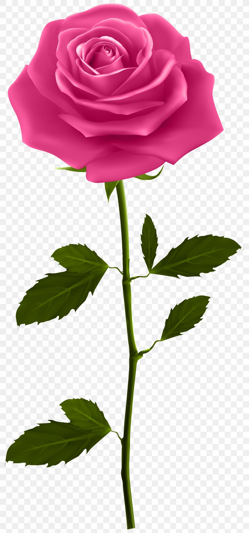 Rose Plant Stem Clip Art, PNG, 3741x8000px, Rose, Art, Artificial Flower, Blue Rose, Bud Download Free