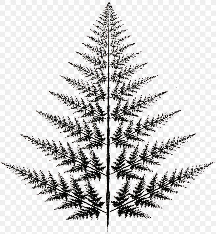 Spruce Christmas Ornament Christmas Tree Pine, PNG, 1946x2110px, Spruce, Black And White, Branch, Christmas, Christmas Decoration Download Free