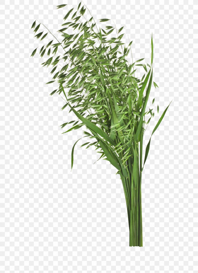 Stock Photography Clip Art Image Wheat Oat, PNG, 857x1181px, Stock Photography, Botany, Cereal, Drawing, Elymus Repens Download Free