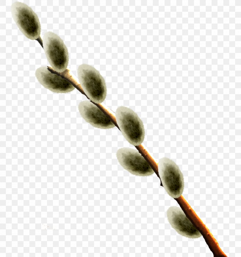 Twig Bud Plant Stem Close-up, PNG, 1804x1924px, Twig, Branch, Bud, Closeup, Plant Download Free