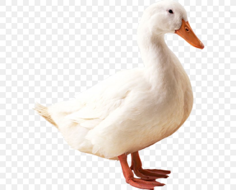 American Pekin Indian Runner Duck Mallard Goose, PNG, 600x660px, American Pekin, Beak, Bird, Display Resolution, Duck Download Free