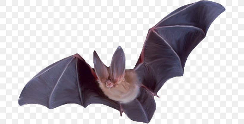 Bat Flight Raccoons Mammal, PNG, 699x416px, Bat, Animal, Flight, Flying Squirrel, Forelimb Download Free
