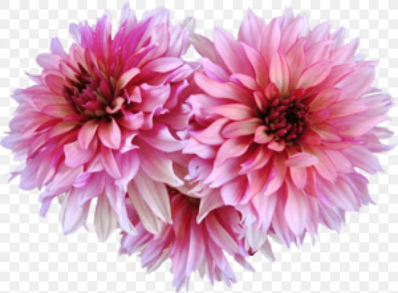 Dahlia Image GIF Drawing, PNG, 850x627px, Dahlia, Annual Plant, Aster, Blog, Centerblog Download Free