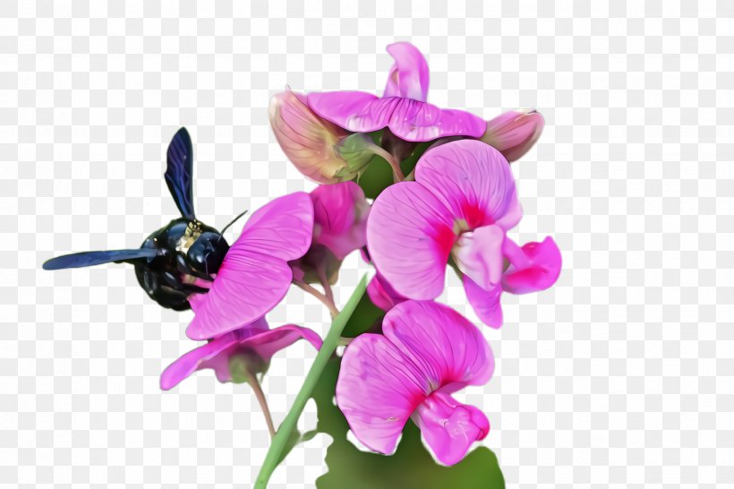 Flower Flowering Plant Plant Violet Everlasting Sweet Pea, PNG, 2448x1632px, Flower, Everlasting Sweet Pea, Flowering Plant, Moth Orchid, Petal Download Free