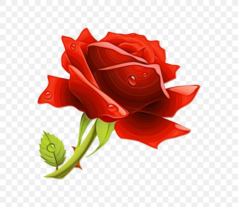 Garden Roses, PNG, 715x715px, Watercolor, Cut Flowers, Flower, Garden Roses, Hybrid Tea Rose Download Free