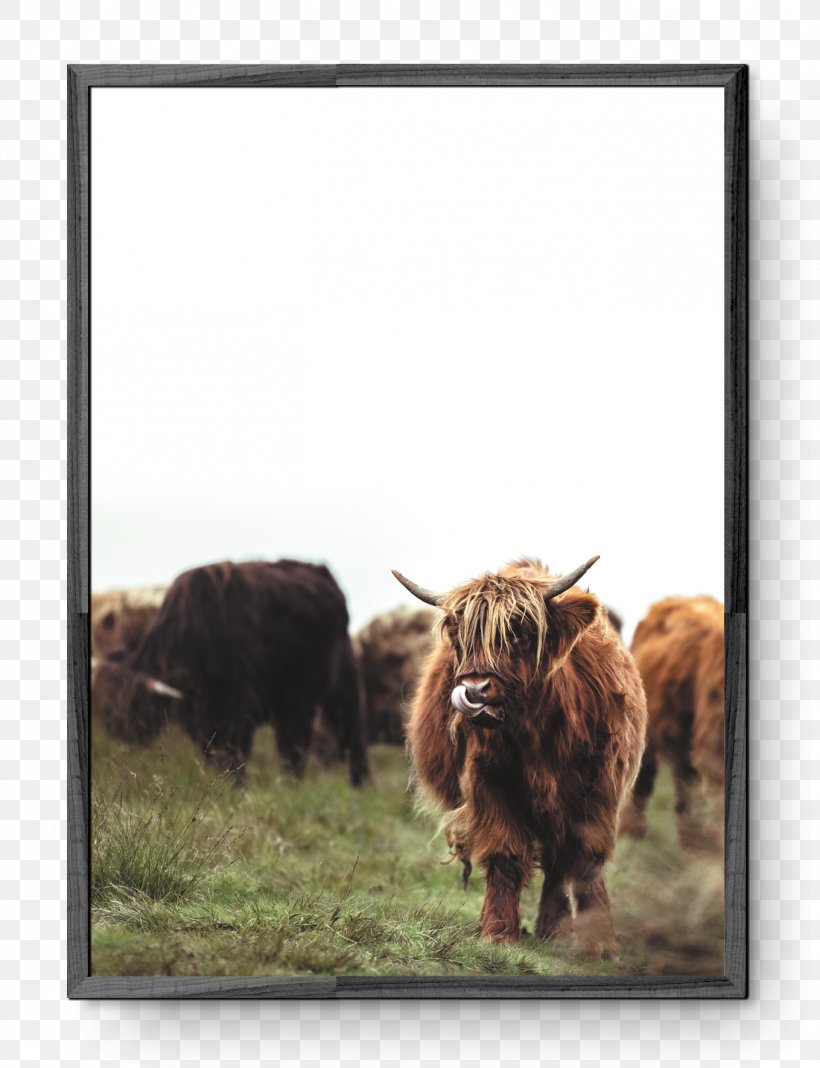 Highland Cattle Scotland Intact GmbH, PNG, 1359x1771px, Highland Cattle, Bison, Cattle Like Mammal, Cow Goat Family, Fauna Download Free