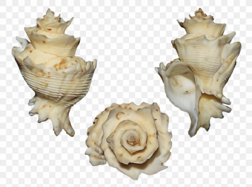 Conch Conch Shankha Shell Plant, PNG, 2320x1724px, Conch, Beige, Bivalve, Plant, Shankha Download Free