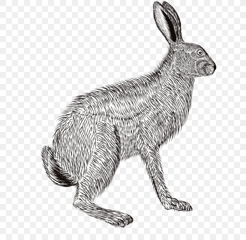 Domestic Rabbit European Rabbit Hare Pencil Sketch, PNG, 622x800px, Domestic Rabbit, Art, Black And White, Dog Like Mammal, Drawing Download Free