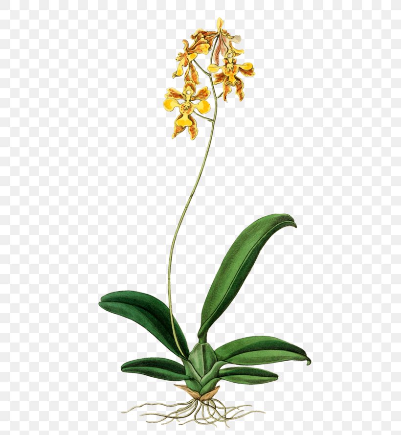 Oncidium Ciliatum Stock Photography Image Royalty-free The Botanical Register, PNG, 550x889px, Stock Photography, Botany, Dancinglady Orchid, Flora, Flower Download Free