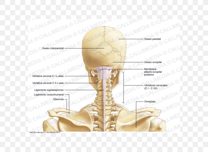 Posterior Triangle Of The Neck Cervical Vertebrae Bone Head And Neck Anatomy, PNG, 600x600px, Watercolor, Cartoon, Flower, Frame, Heart Download Free