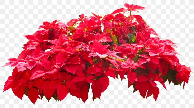 Spurges Poinsettia Plant Flower, PNG, 989x550px, Spurges, Annual Plant, Begonia, Cut Flowers, Dogwood Download Free
