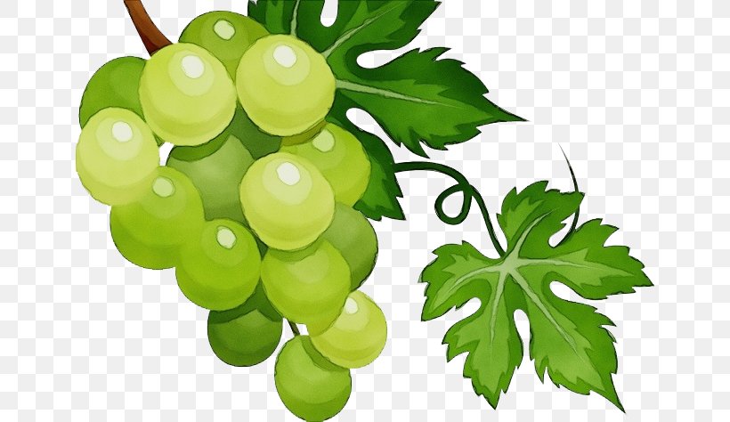 Grape Grape Leaves Seedless Fruit Grapevine Family Plant, PNG, 650x474px, Watercolor, Flowering Plant, Food, Fruit, Grape Download Free