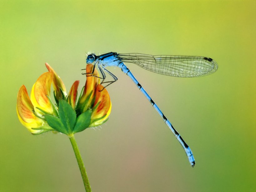 Insect Dragonfly Desktop Wallpaper Animal Damselfly, PNG, 1600x1200px, Insect, Animal, Aphid, Arthropod, Close Up Download Free