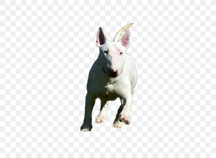 Miniature Bull Terrier Bull And Terrier Old English Terrier English White Terrier, PNG, 528x600px, Bull Terrier, Breed, Bull, Bull And Terrier, Bull Terrier Miniature Download Free