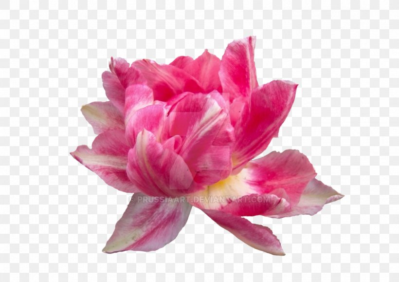 Pink Flowers Peony Petal Clip Art, PNG, 1024x724px, Flower, Cut Flowers, Flowering Plant, Magenta, Peony Download Free