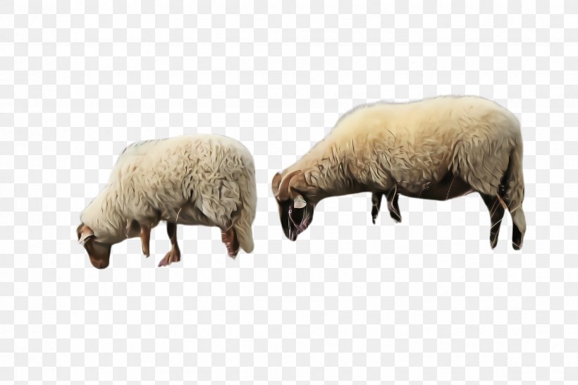 Sheep Sheep Snout Livestock Animal Figure, PNG, 2448x1632px, Sheep, Animal Figure, Cowgoat Family, Grazing, Herd Download Free