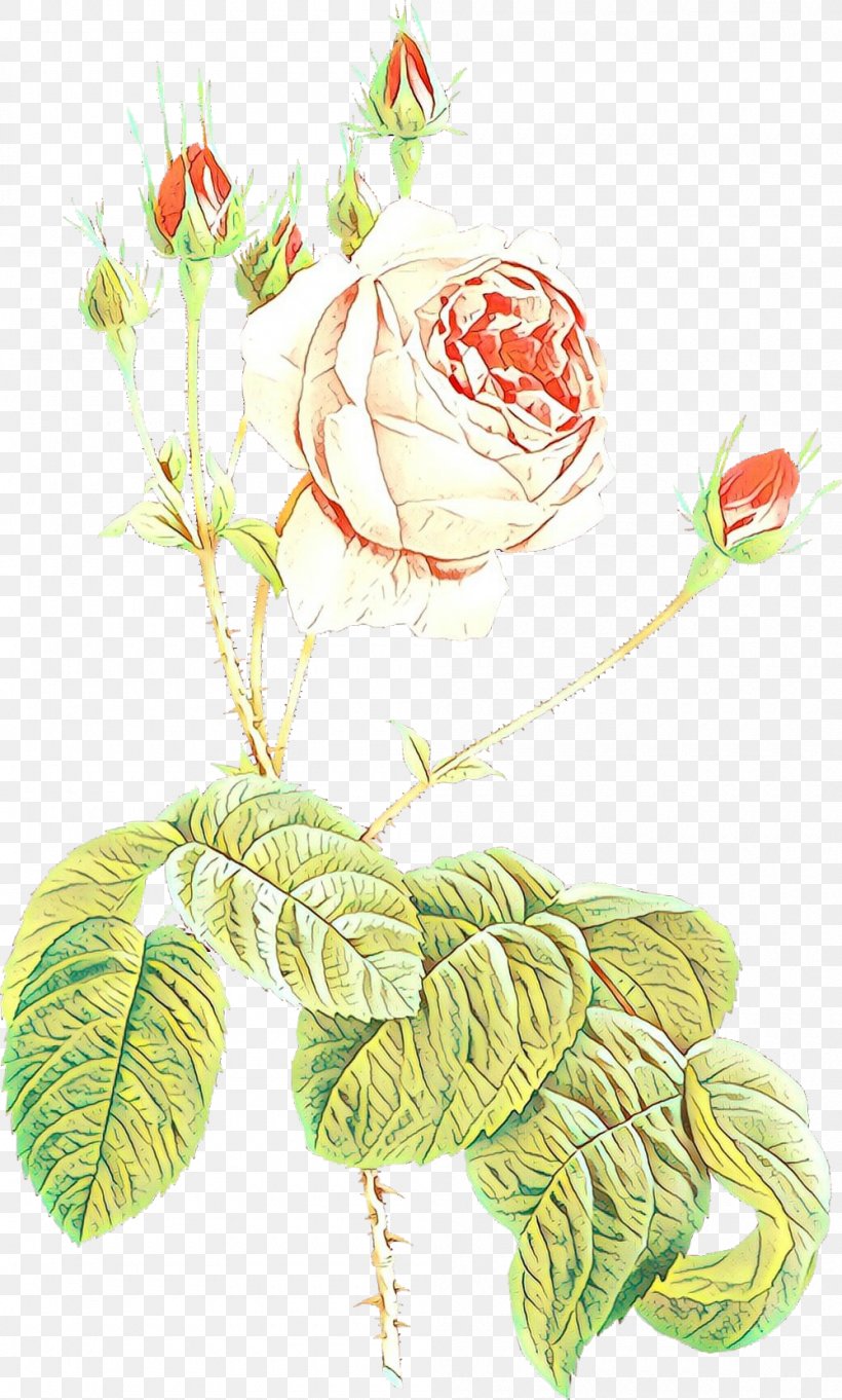 Bouquet Of Flowers Drawing, PNG, 1000x1662px, Cartoon, Botany, Branch, Cabbage Rose, Cut Flowers Download Free