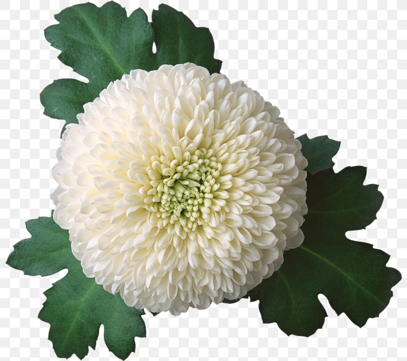 Chrysanthemum Flower Clip Art, PNG, 800x727px, Chrysanthemum, Albom, Annual Plant, Blog, Blossom Download Free