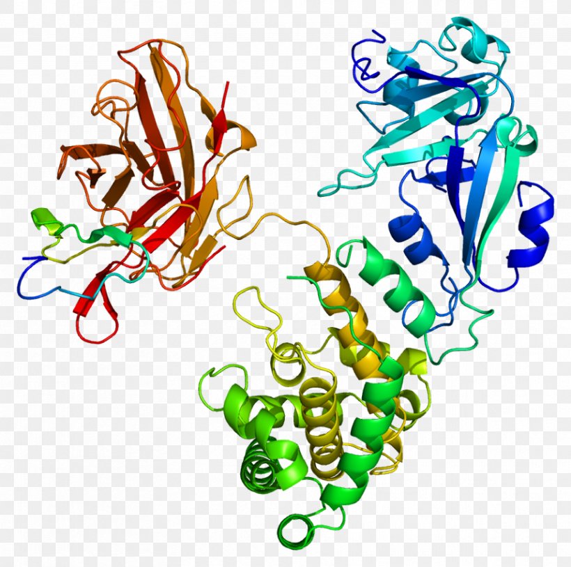 Epidermal Growth Factor Receptor Heparin-binding EGF-like Growth Factor Protein, PNG, 858x853px, Epidermal Growth Factor, Area, Art, Artwork, Cell Download Free