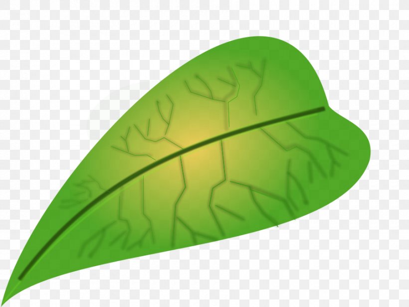 Leaf Biology Clip Art, PNG, 900x675px, Leaf, Biology, Free Content, Grass, Green Download Free