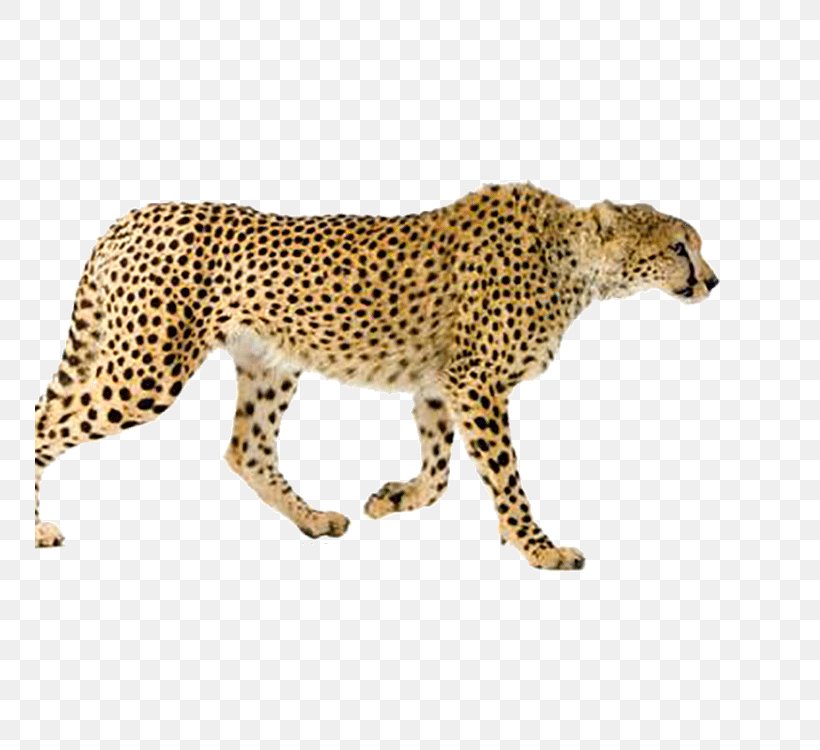 Maasai Mara Leopard Asiatic Cheetah Cat Stock Photography, PNG, 750x750px, Serengeti, Big Cats, Carnivoran, Cat Like Mammal, Cheetah Download Free