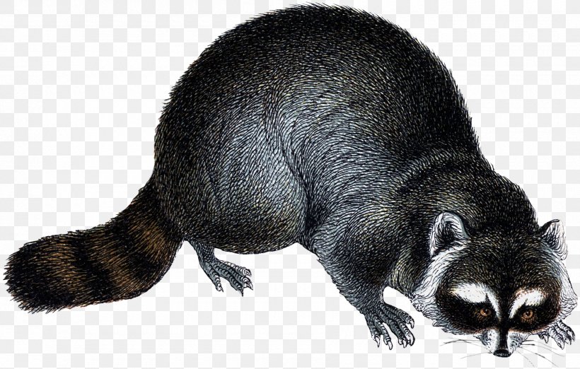 Viverrids Raccoon Rodent Fur Mustelids, PNG, 1800x1147px, Viverrids, Animal, Carnivoran, Fauna, Fur Download Free