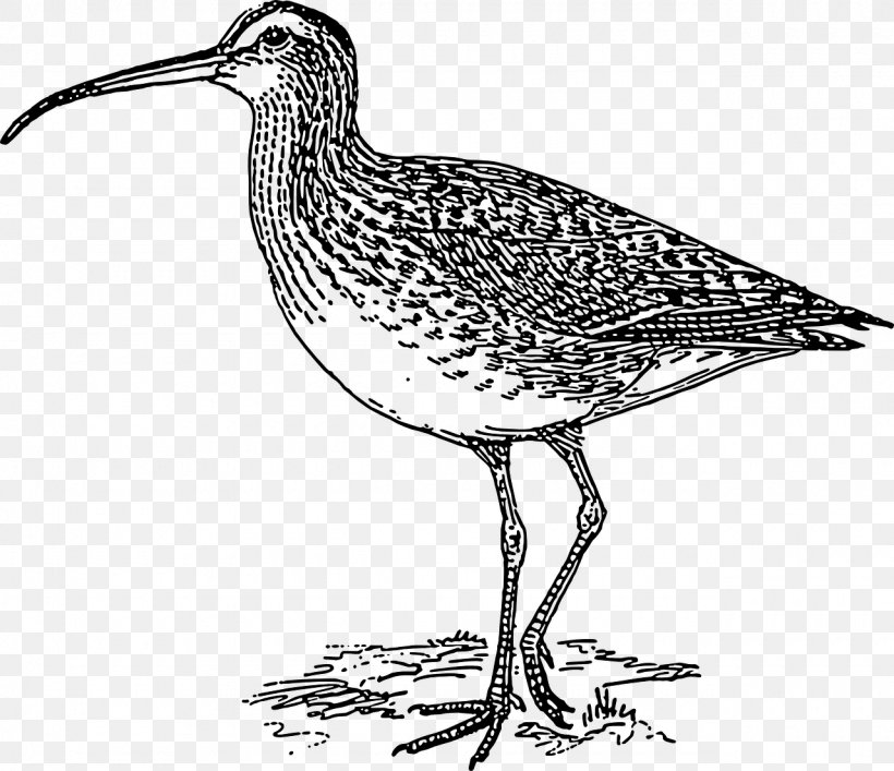 Bird, PNG, 1280x1104px, Shorebirds, Beak, Bird, Bristlethighed Curlew, Curlews Download Free