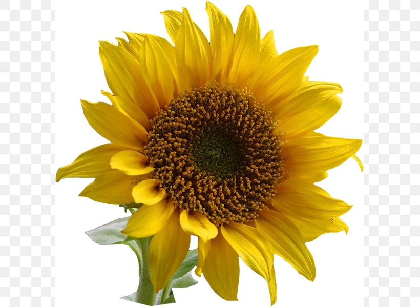 Common Sunflower Clip Art, PNG, 603x599px, Common Sunflower, Annual Plant, Daisy Family, Flower, Flowering Plant Download Free