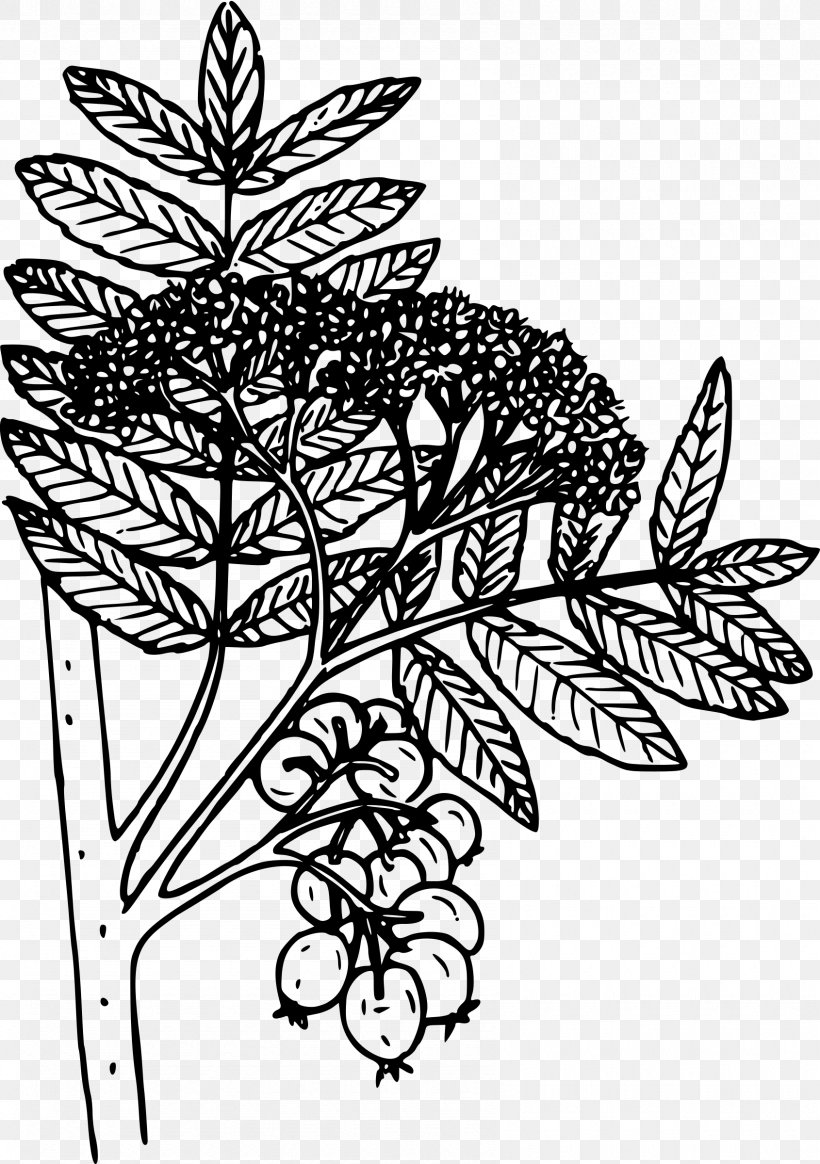 Clip Art, PNG, 1690x2400px, Visual Arts, Art, Arts, Black And White, Branch Download Free