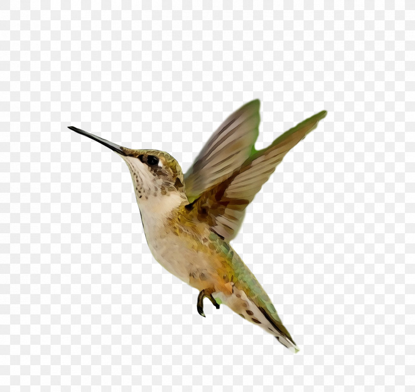 Hummingbird, PNG, 1352x1276px, Bird, Beak, Coraciiformes, Hummingbird, Paint Download Free