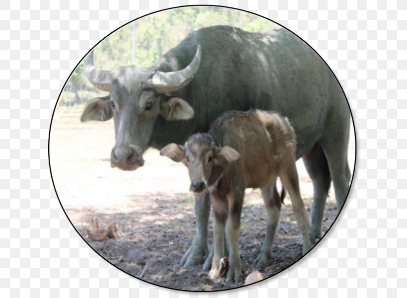 Carabao Goat Philippines Sheep Beef Cattle, PNG, 648x600px, Carabao, Beef Cattle, Buffalo Meat, Cattle, Cattle Like Mammal Download Free