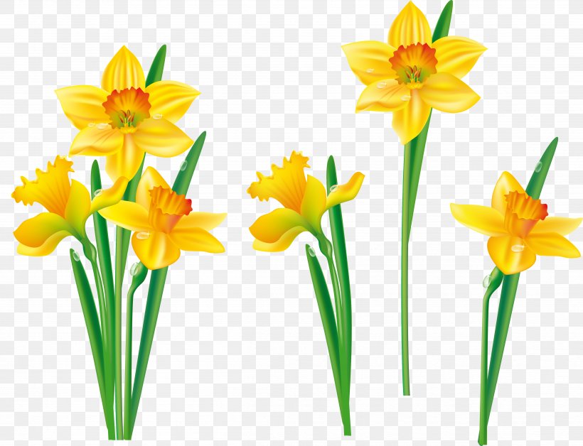 Flower Daffodil Tulip Clip Art, PNG, 4856x3723px, Flower, Amaryllis Family, Bulb, Cut Flowers, Daffodil Download Free