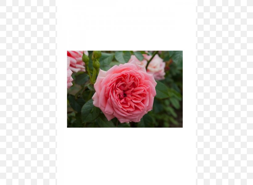 Garden Roses Floribunda Cabbage Rose Mavromatis Nursery Kimono, PNG, 600x600px, Garden Roses, Bodendeckerrose, Cabbage Rose, Cut Flowers, David Ch Austin Download Free