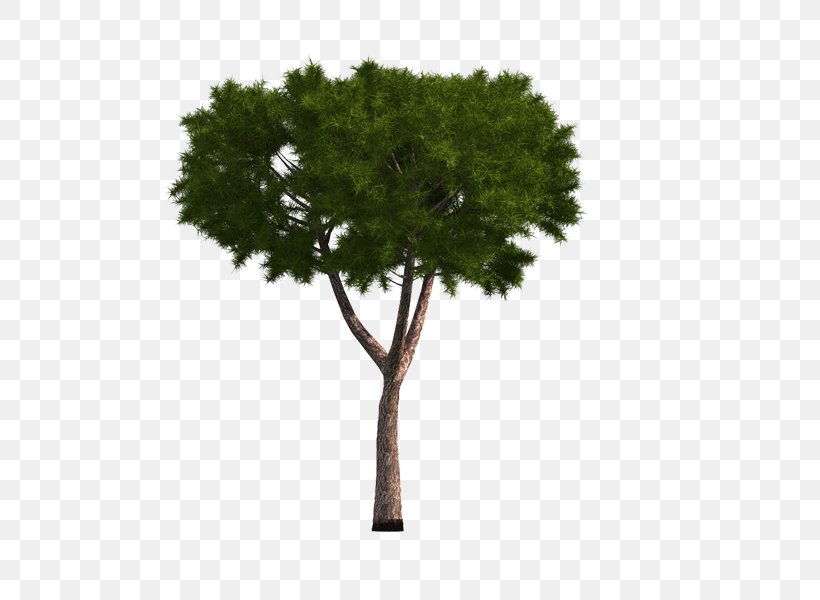 Tree Image Adobe Photoshop Fir, PNG, 600x600px, Tree, Branch, Evergreen, Fir, Grass Download Free