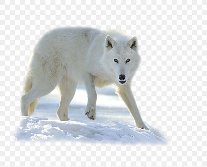 Alaskan Tundra Wolf Greenland Dog Arctic Fox Arctic Wolf, PNG, 3333x2692px, Alaskan Tundra Wolf, Arctic, Arctic Fox, Arctic Wolf, Canis Download Free