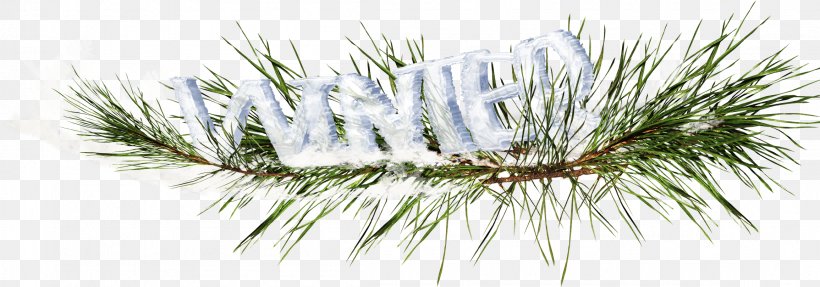 Fir Pine Tree, PNG, 2311x810px, Fir, Autumn, Branch, Christmas, Christmas Ornament Download Free