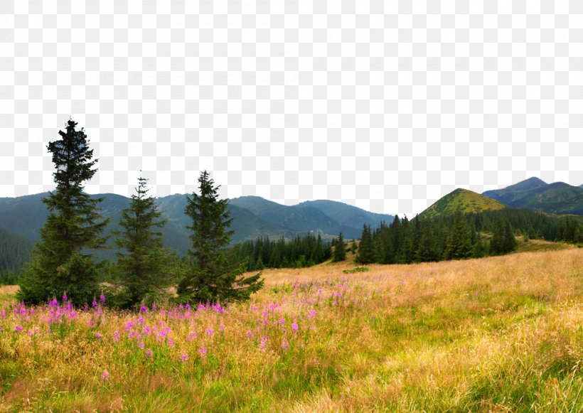 Flower Sky Cloud Mountain Tree, PNG, 1000x709px, Flower, Biome, Cloud, Daytime, Ecoregion Download Free