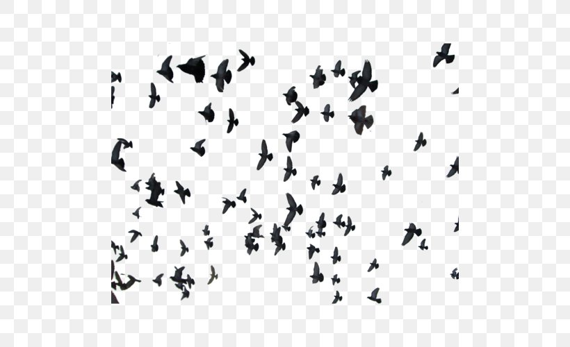 Rock Dove Homing Pigeon Clip Art, PNG, 500x500px, Rock Dove, Animal Migration, Bird, Bird Migration, Black And White Download Free