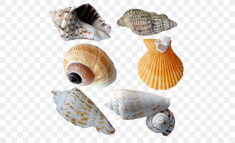 Cockle Seashell Sea Snail Conchology, PNG, 500x500px, Cockle, Animal, Clams Oysters Mussels And Scallops, Conch, Conchology Download Free