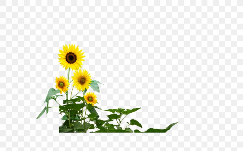 Common Sunflower Download, PNG, 1134x709px, Common Sunflower, Daisy Family, Designer, Flora, Floral Design Download Free