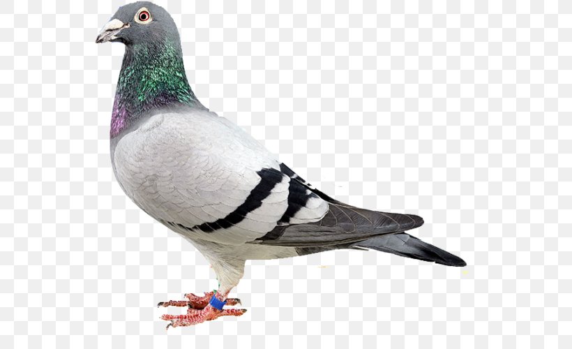 Luzhou District Homing Pigeon Columbidae Sanchong District Stock Dove, PNG, 569x500px, Luzhou District, Animal, Beak, Bird, Columbidae Download Free