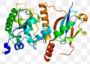 MUTYH DNA Glycosylase Gene Glycoside Hydrolase, PNG, 665x498px, Gene ...