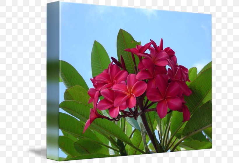 Wildflower Flora Petal Plant, PNG, 650x560px, Flower, Flora, Flowering Plant, Four O Clock Family, Herbaceous Plant Download Free