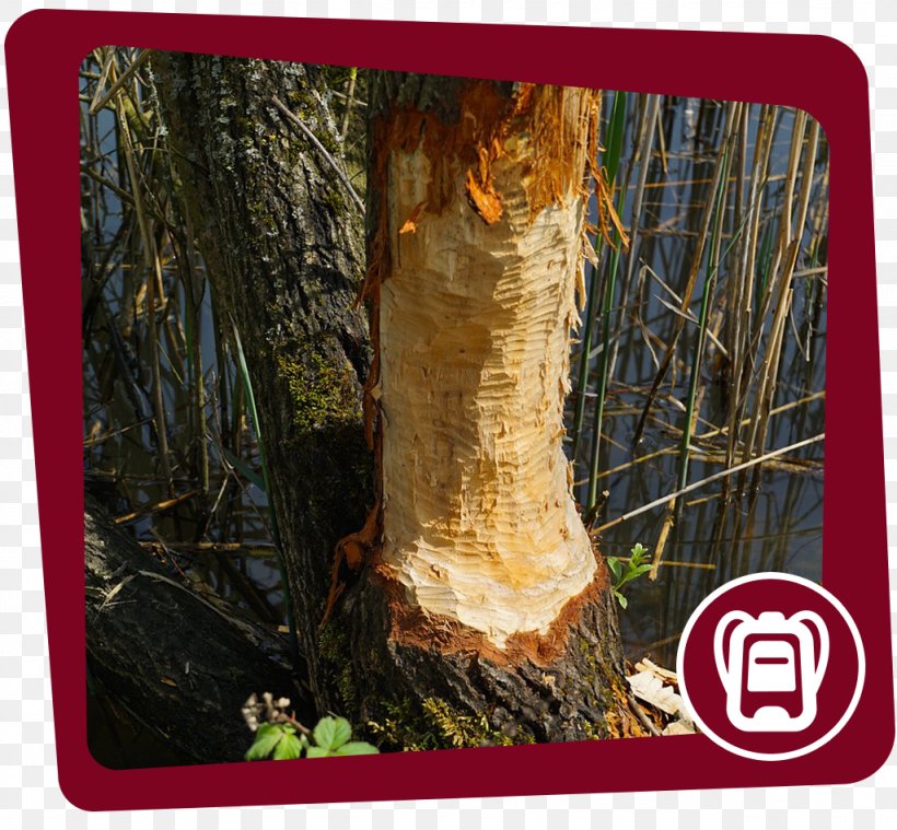 Beaver Trunk Wood Tree Bark, PNG, 1024x949px, Beaver, Bark, Botany, Castoreum, Forest Download Free