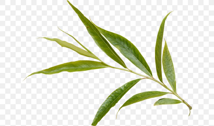 Branch Leaf Plant Tree, PNG, 650x484px, Branch, Evergreen, Grass, Gum Trees, Herbalism Download Free