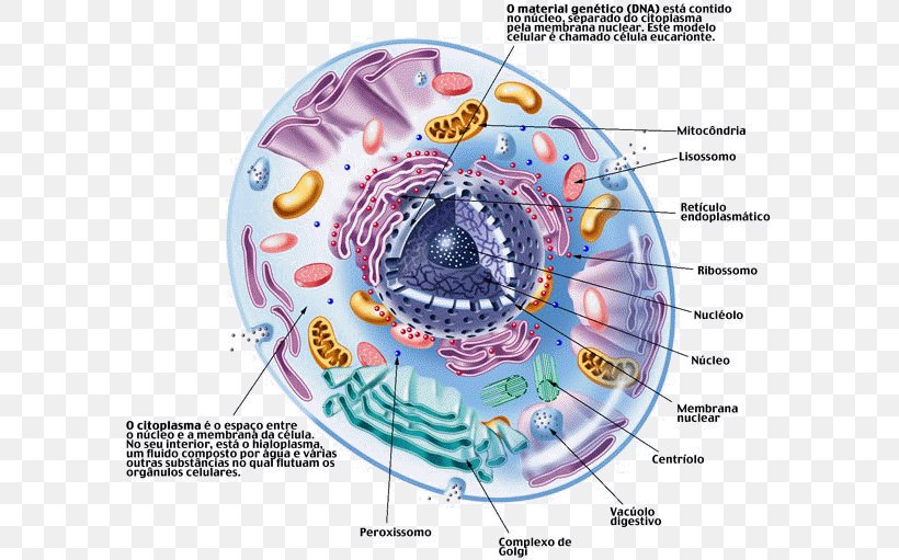 Cell Cèl·lula Eucariota Ribosome Eukaryote Cèl·lula Animal, PNG, 600x511px, Watercolor, Cartoon, Flower, Frame, Heart Download Free